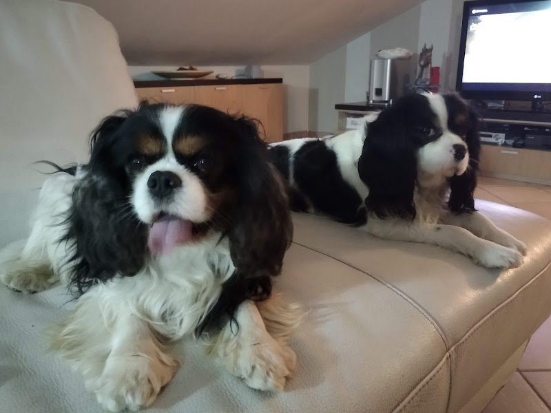 Pianeta Cane Pistoia - Foto 6