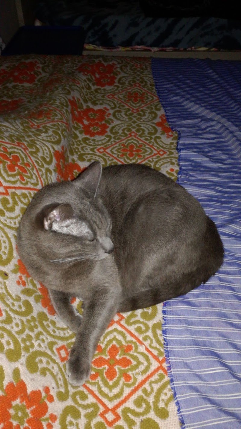 Piccola Fattoria - Foto 6