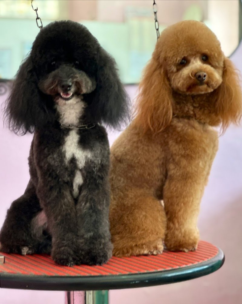 Piccola Peste Toilette Di Elisa Bartolini - Foto 1