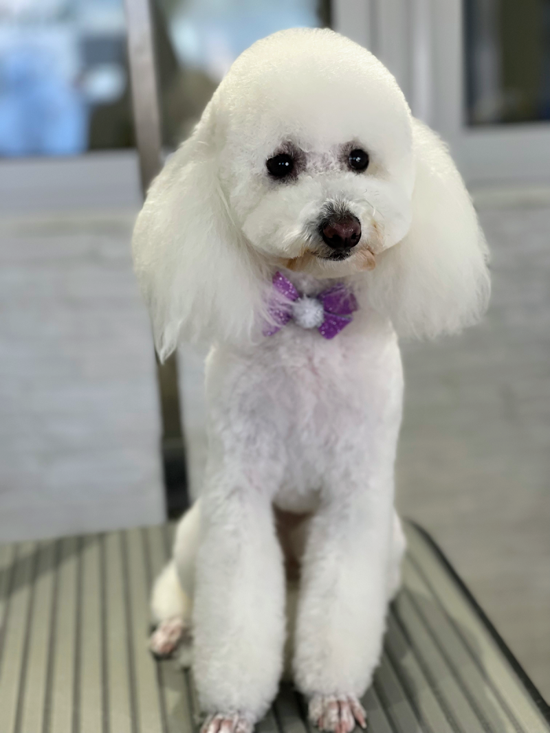 Piccola Peste Toilette Di Elisa Bartolini - Foto 2