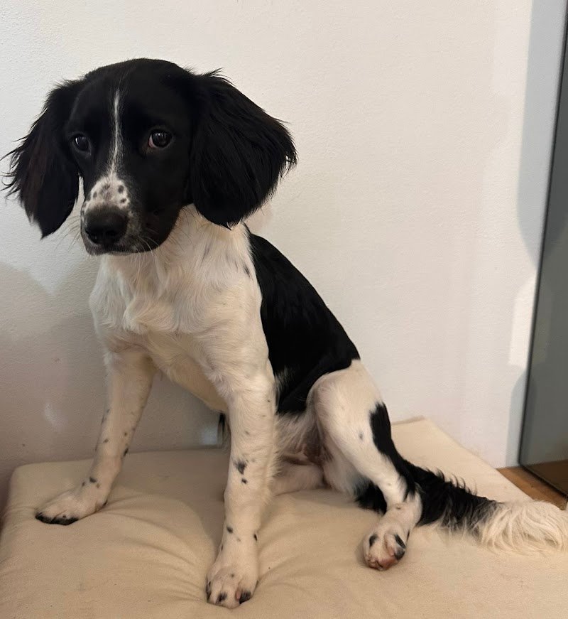 Piccola Peste Toilette Di Elisa Bartolini - Foto 5