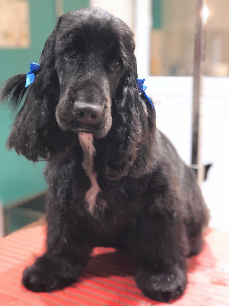 Piccola Peste Toilette Di Elisa Bartolini - Foto 6