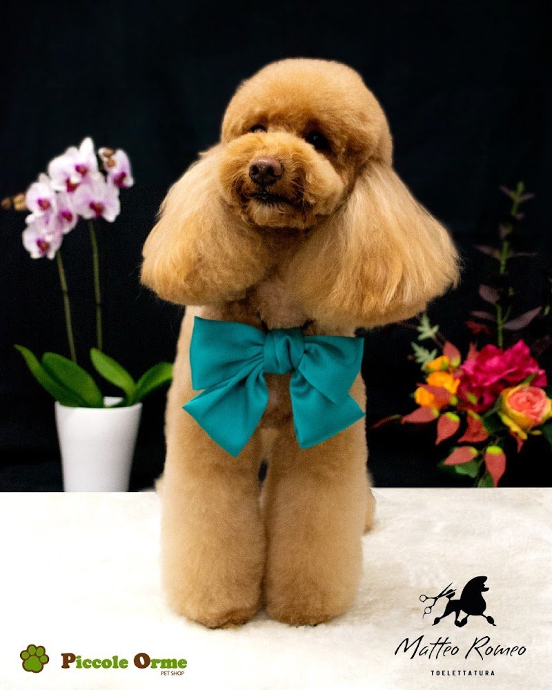 Piccole Orme - Foto 3