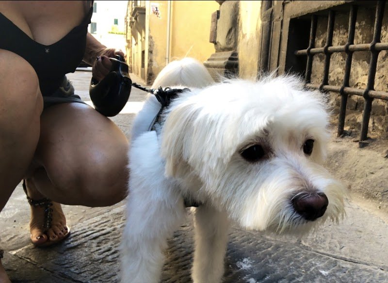 Piccoli Amici Di Vellutini Lucia Annamaria - Foto 1