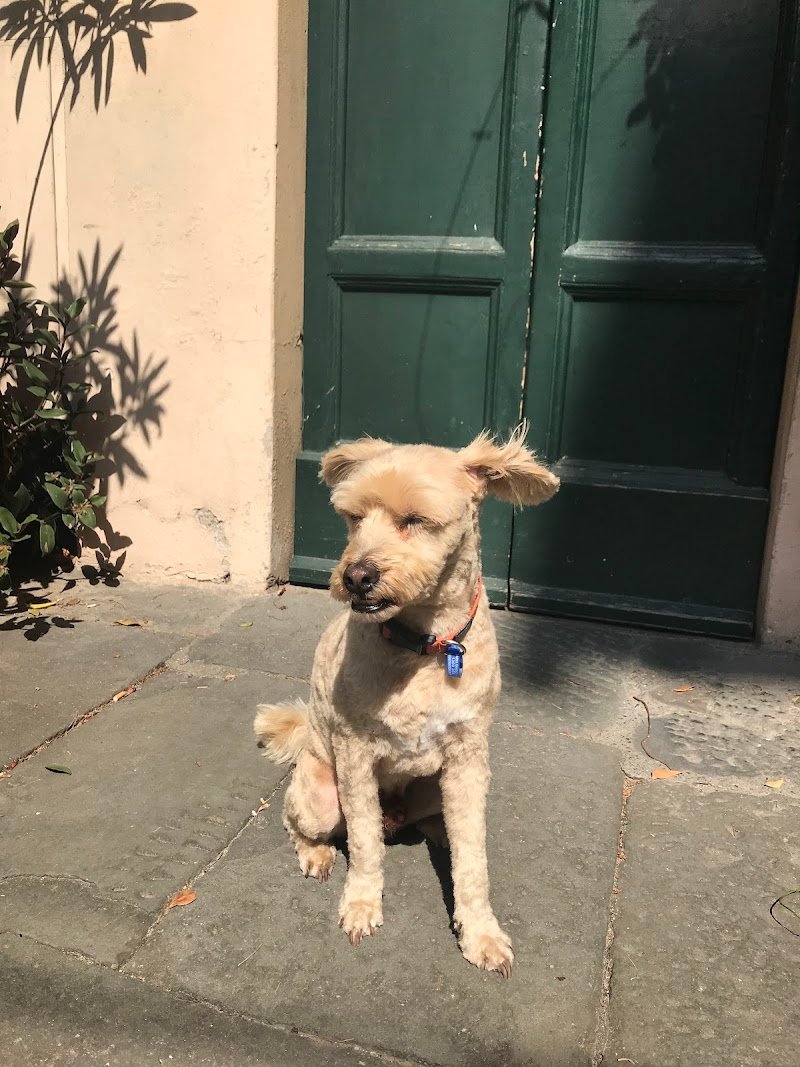 Piccoli Amici Di Vellutini Lucia Annamaria - Foto 2