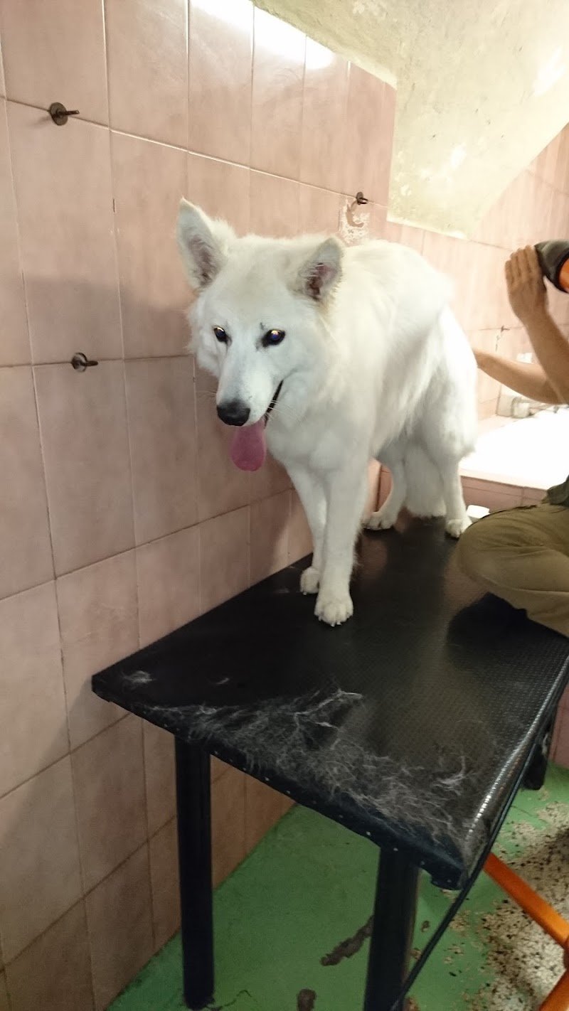 Piccoli Amici Di Vellutini Lucia Annamaria - Foto 3