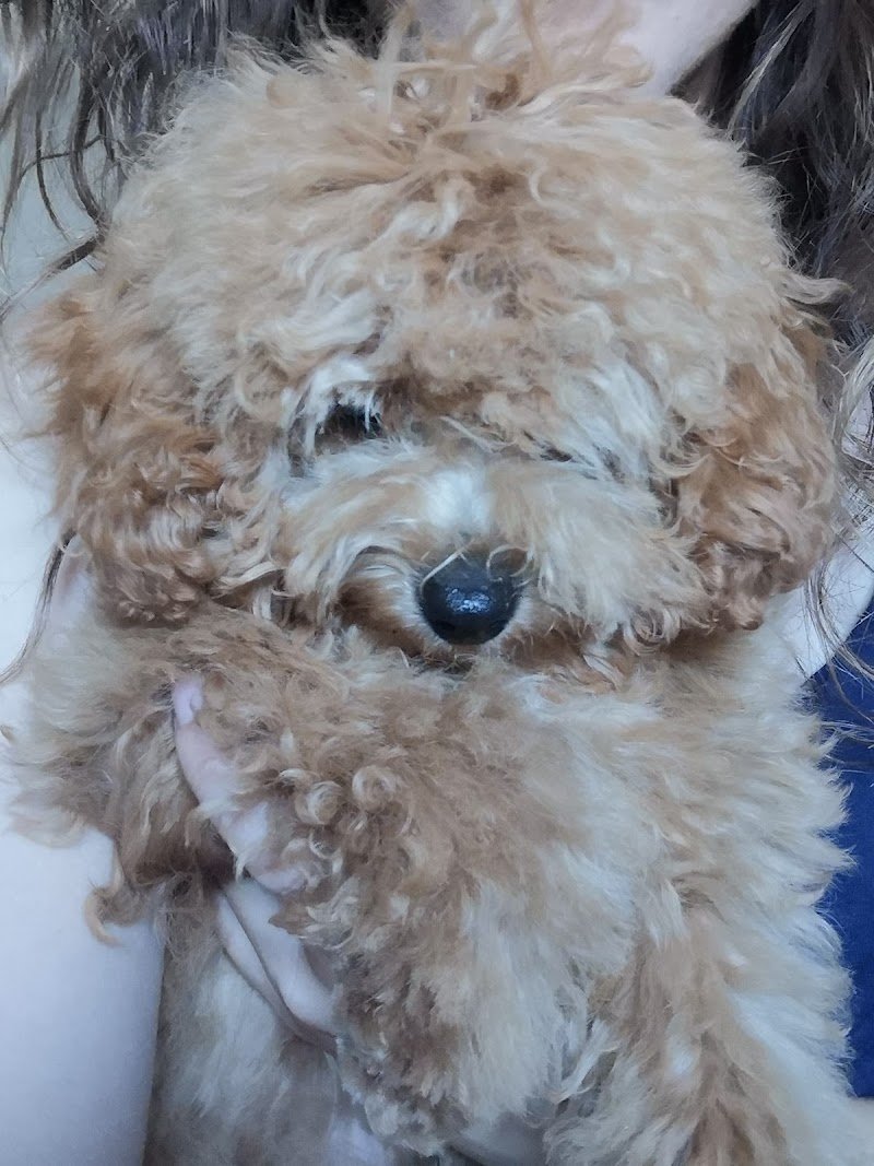 Piccoli Amici - Foto 2