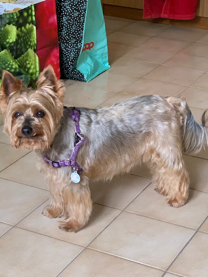 Piccoli Amici - Foto 3