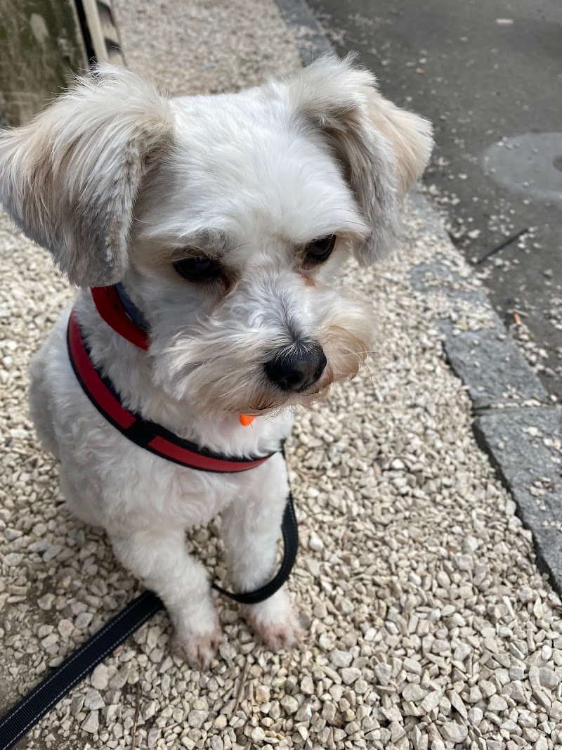 Piccoli Amici - Foto 4