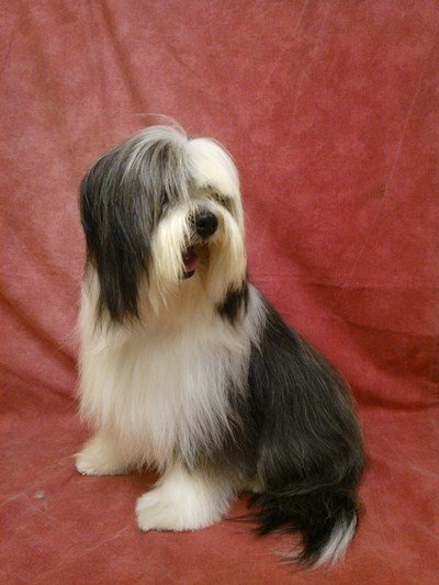 Piccoli Amici - Foto 5