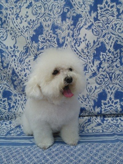 Piccoli Amici - Foto 6