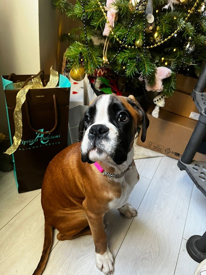 Piccoli Amici Toilette per Animali - Foto 3