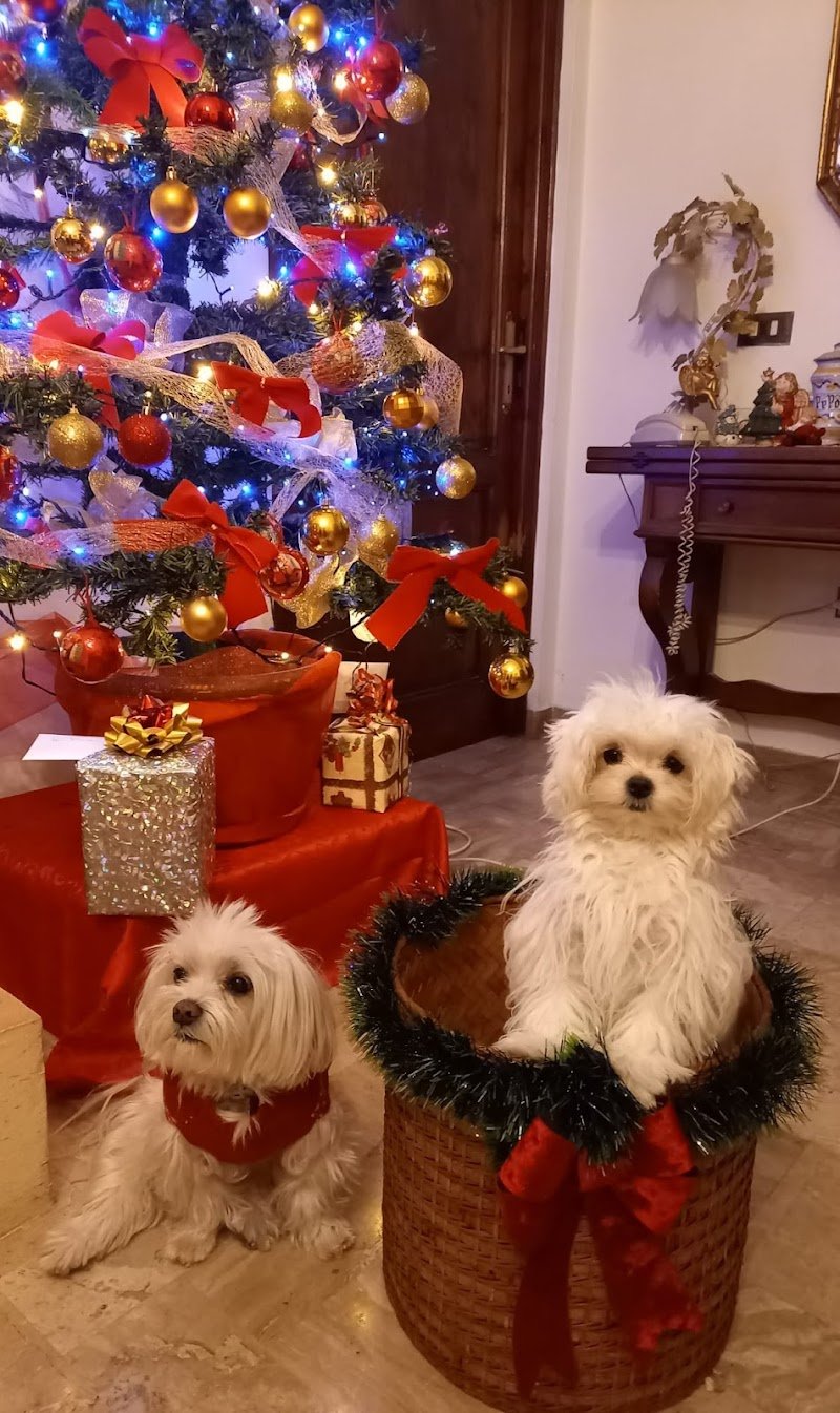 Piccoli Amici Toilette per Animali - Foto 6