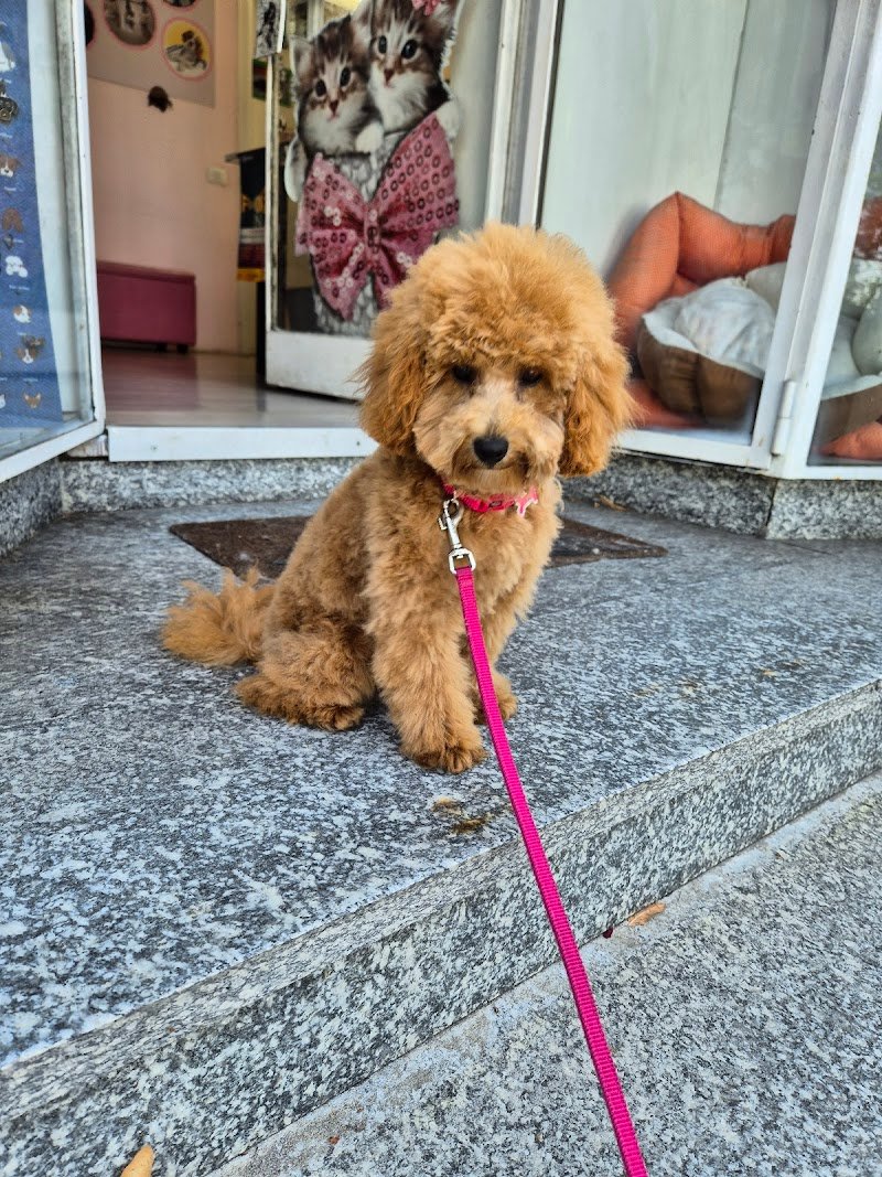 Piccoli Momenti Piacenza - Foto 2