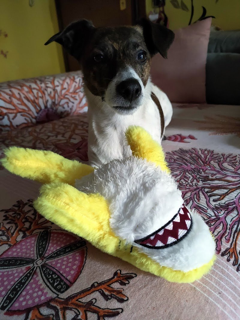 Piccolo Zoo - Foto 6