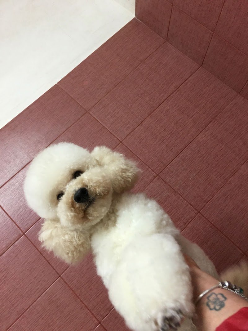 Piccolo Zoo - Foto 2