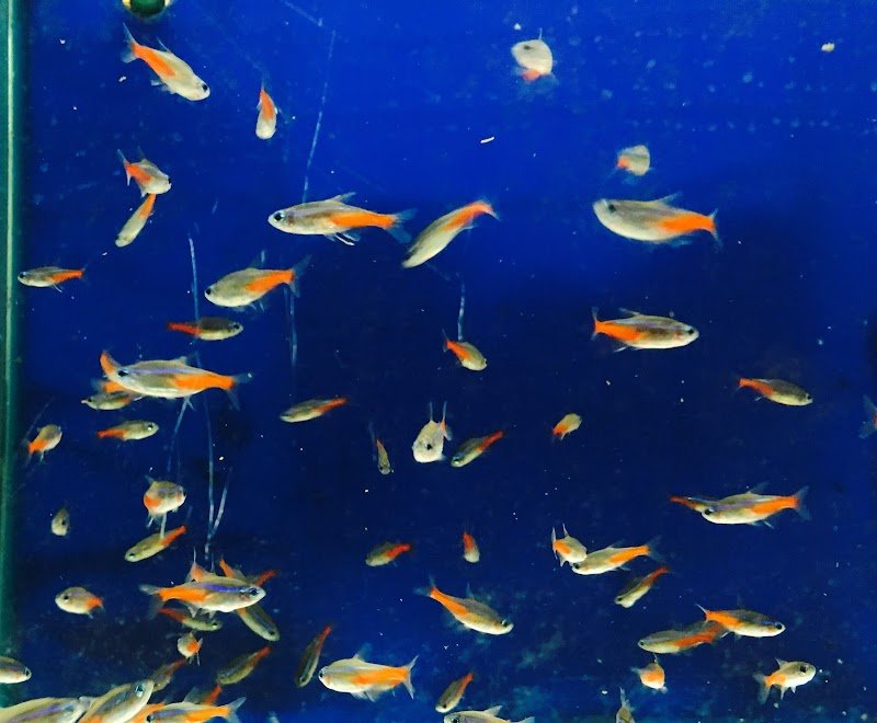 Piccolo Zoo - Foto 3