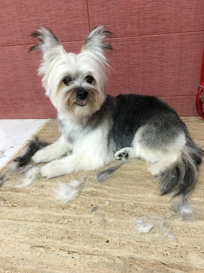 Piccolo Zoo - Foto 5