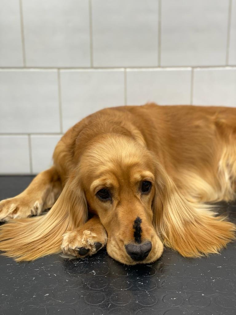 Piccolozoo s.r.l - Foto 1