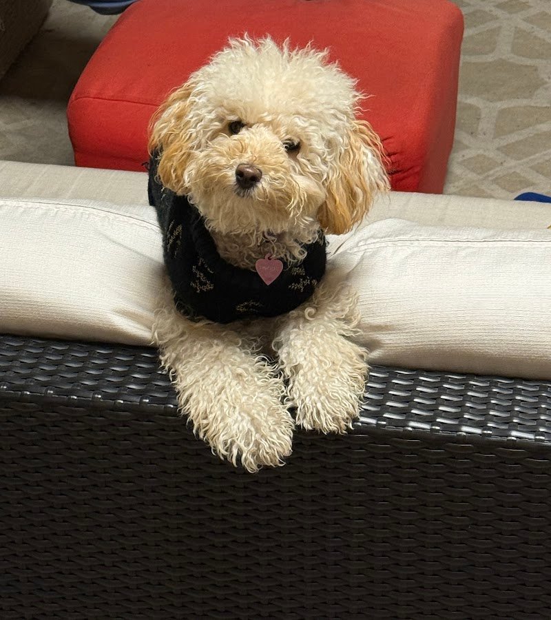 Piccolozoo s.r.l - Foto 5