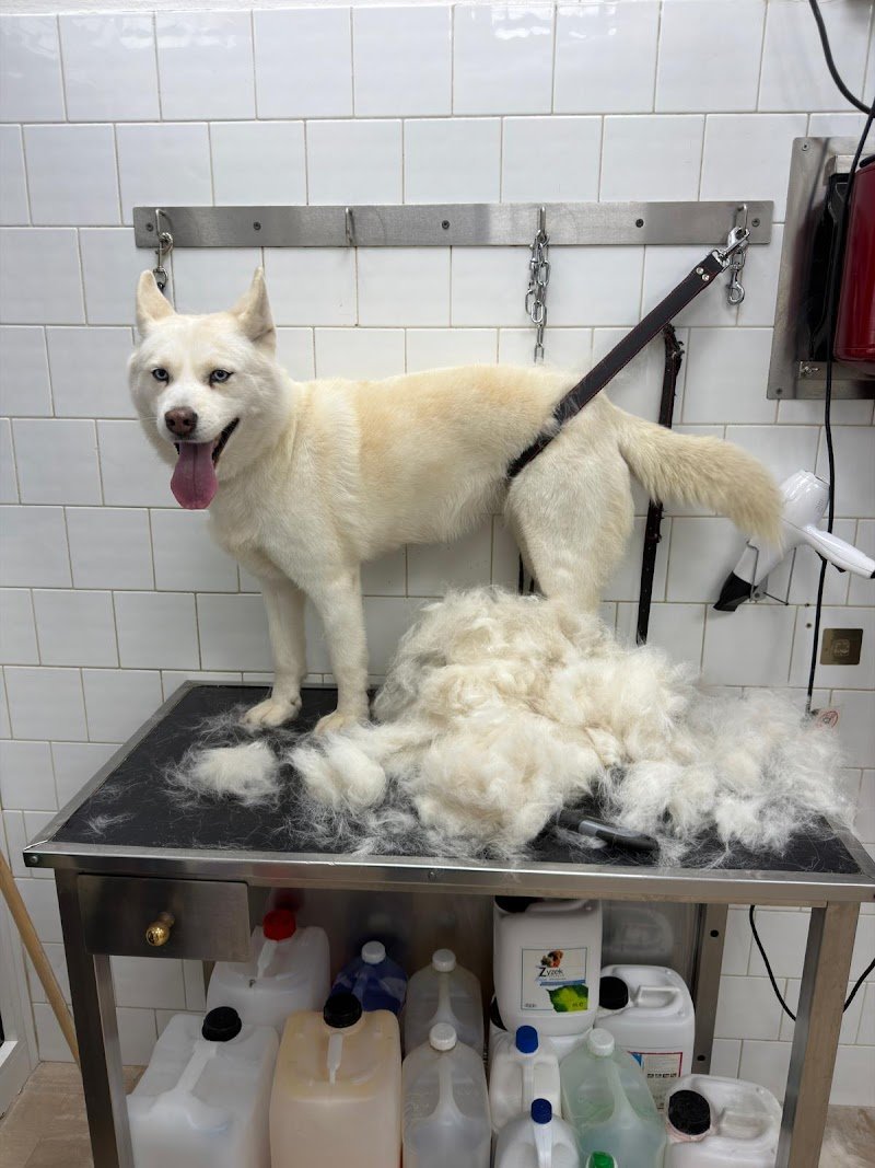 Piccolozoo s.r.l - Foto 5