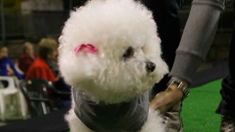 Piero Toilette - Foto 1