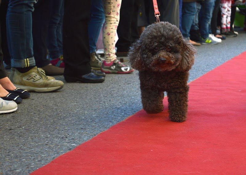 Piero Toilette - Foto 3