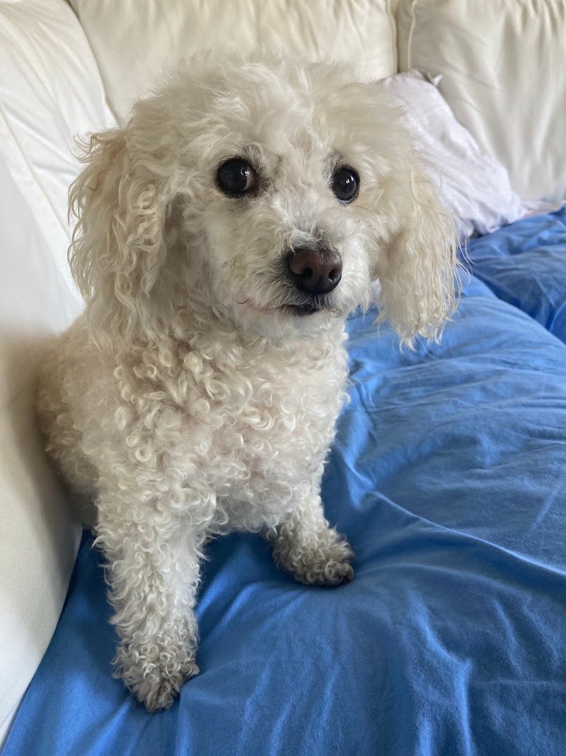 Piero Toilette - Foto 4