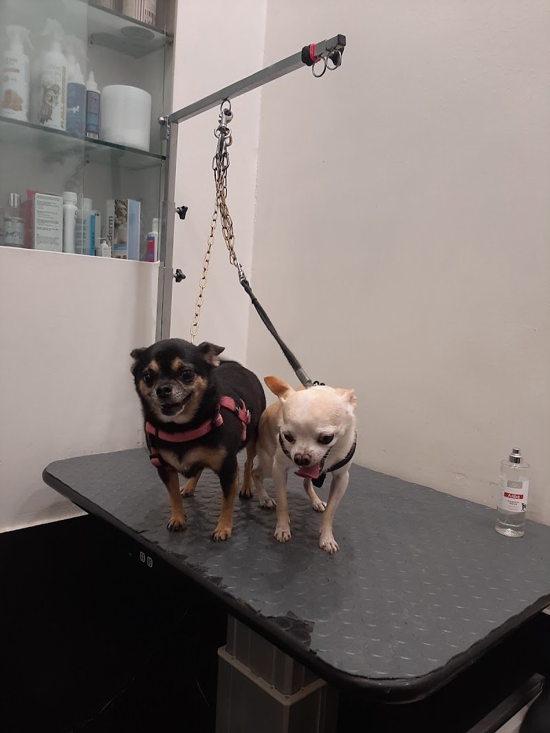 Piero Toilette - Foto 6