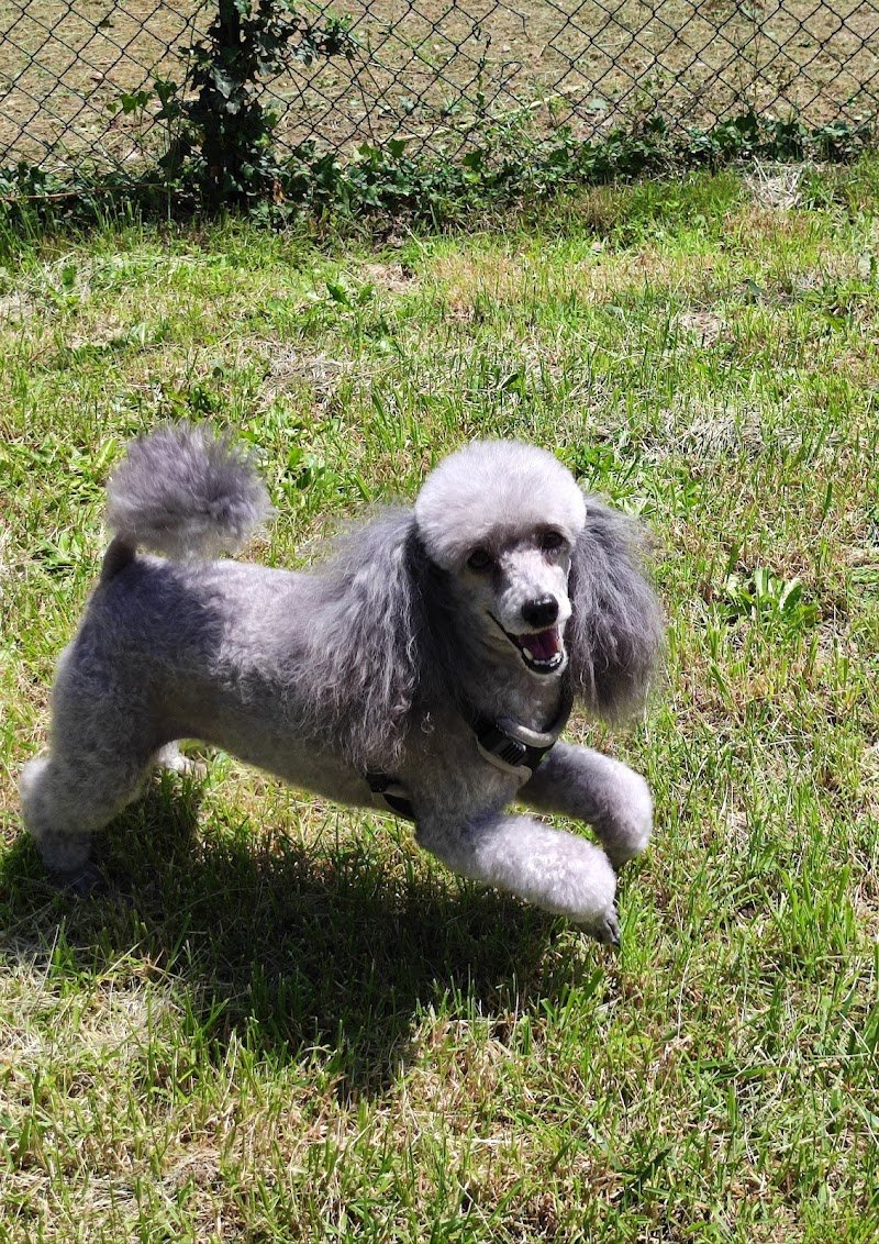 Pietro Inn Di Floro Pietro - Foto 6