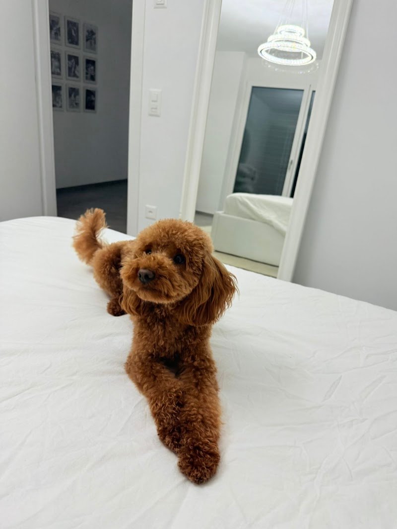 Pimp My Dog - Foto 2