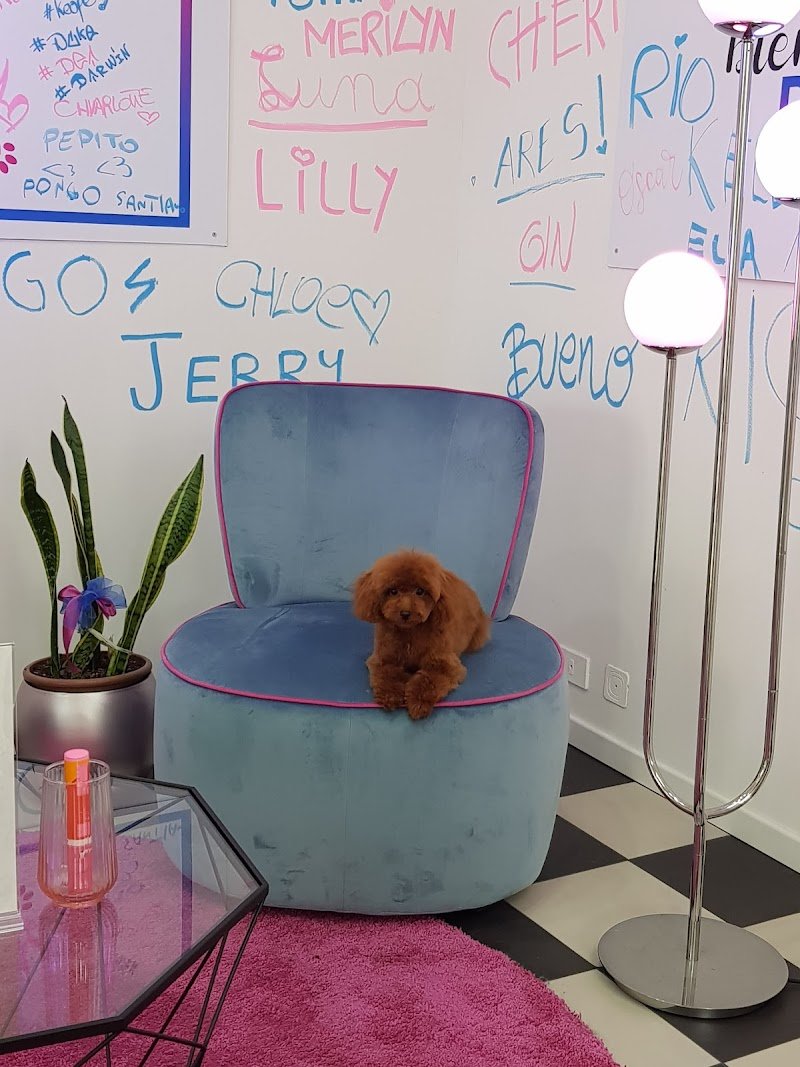 Pimp My Dog - Foto 3