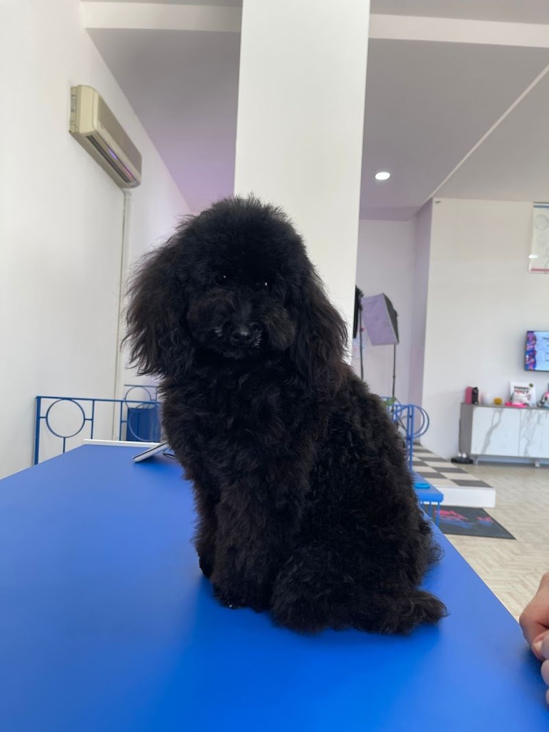 Pimp My Dog - Foto 5