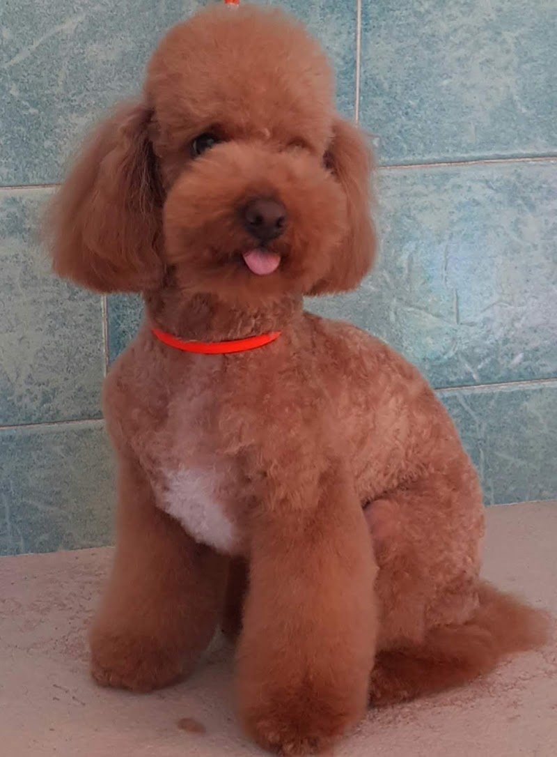 Più Cani Più Belli Snc di Belgioioso Tito e Rino - Foto 2