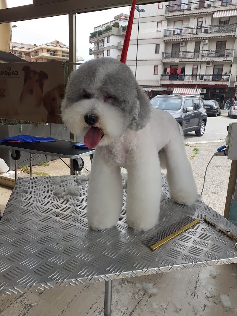 Più Cani Più Belli Snc di Belgioioso Tito e Rino - Foto 3