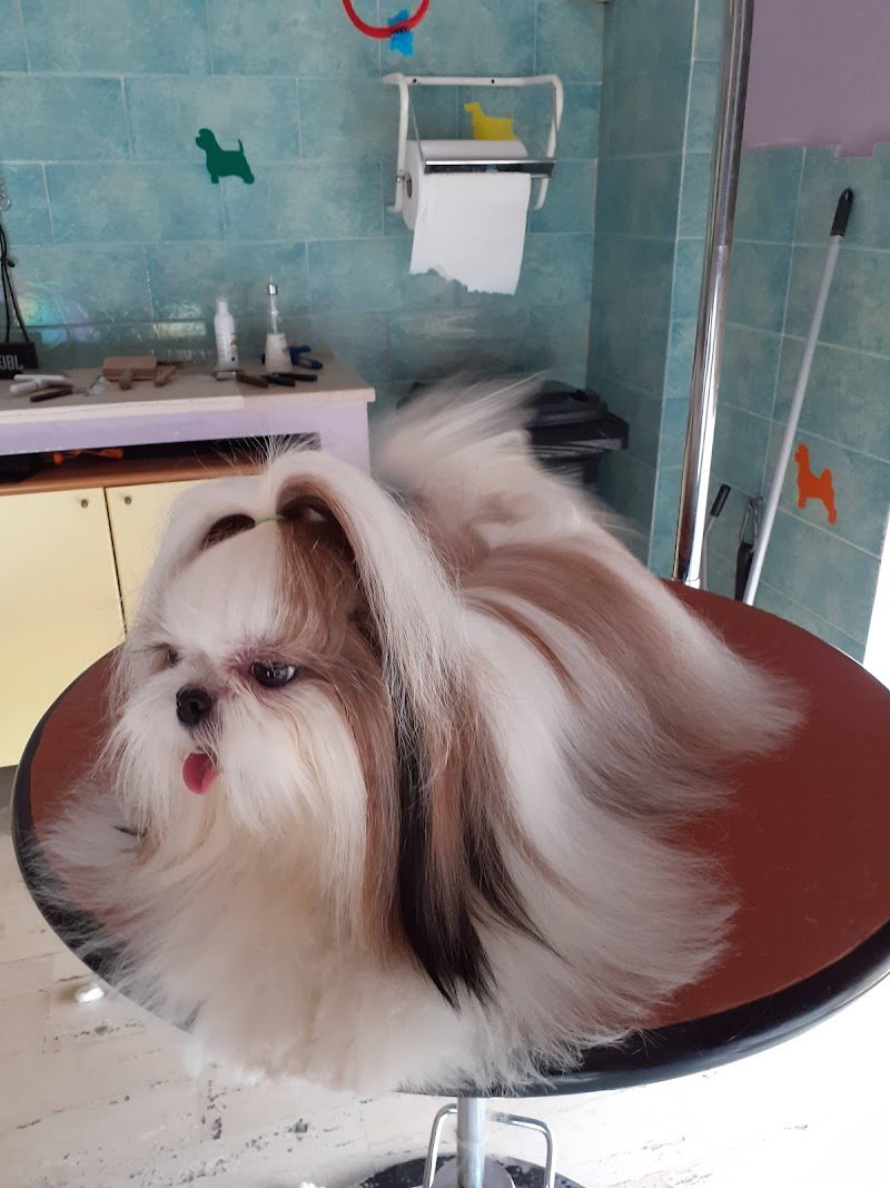 Più Cani Più Belli Snc di Belgioioso Tito e Rino - Foto 4