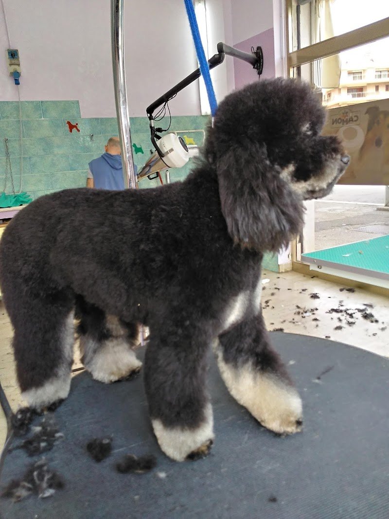 Più Cani Più Belli Snc di Belgioioso Tito e Rino - Foto 6