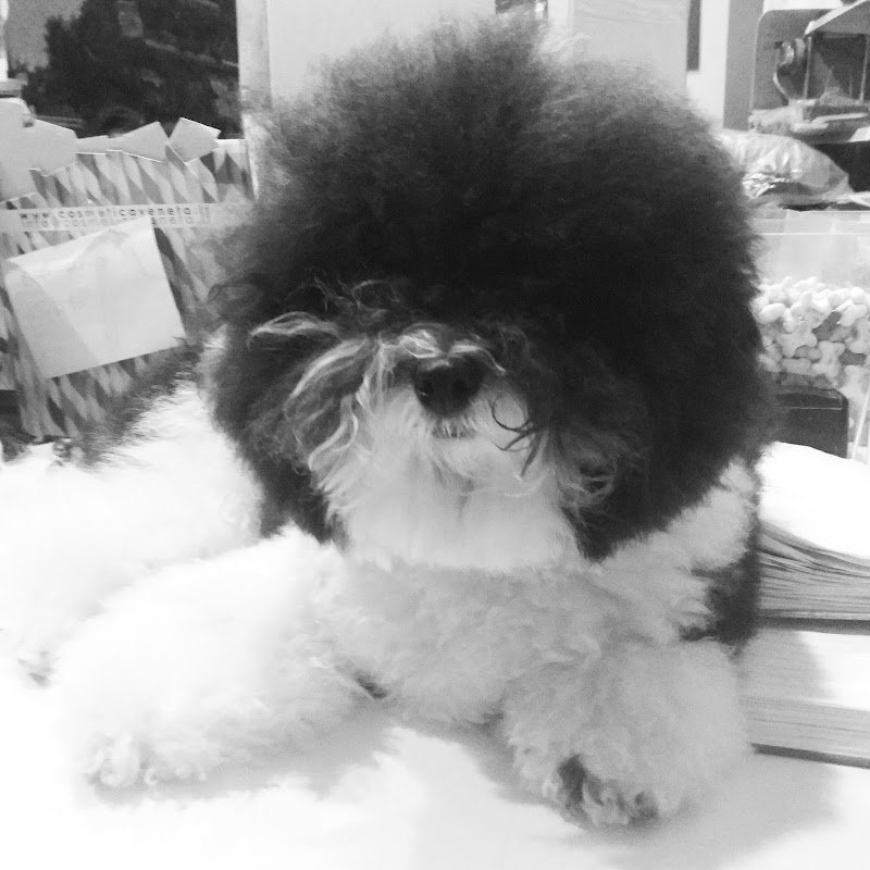 Più Cani Più Belli Snc di Belgioioso Tito e Rino - Foto 4