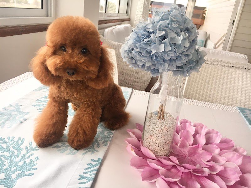 Più Cani Più Belli Snc di Belgioioso Tito e Rino - Foto 5