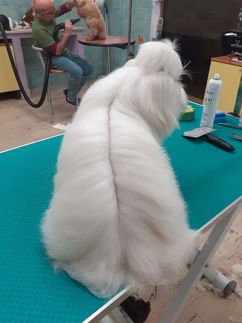 Più Cani Più Belli Snc di Belgioioso Tito e Rino - Foto 6