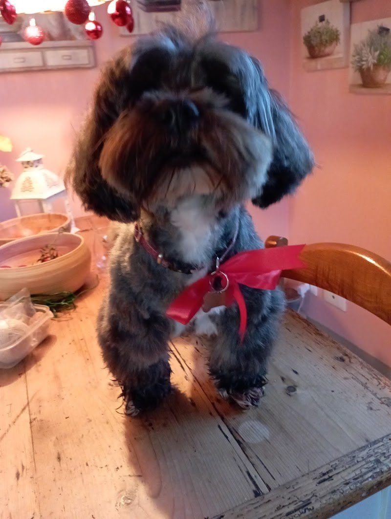 Pizza Ilaria - Foto 1