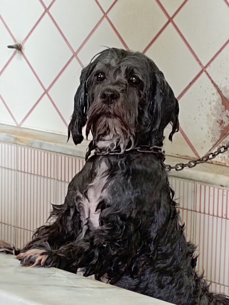 Pizza Ilaria - Foto 2