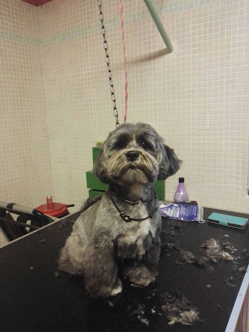 Pizza Ilaria - Foto 3