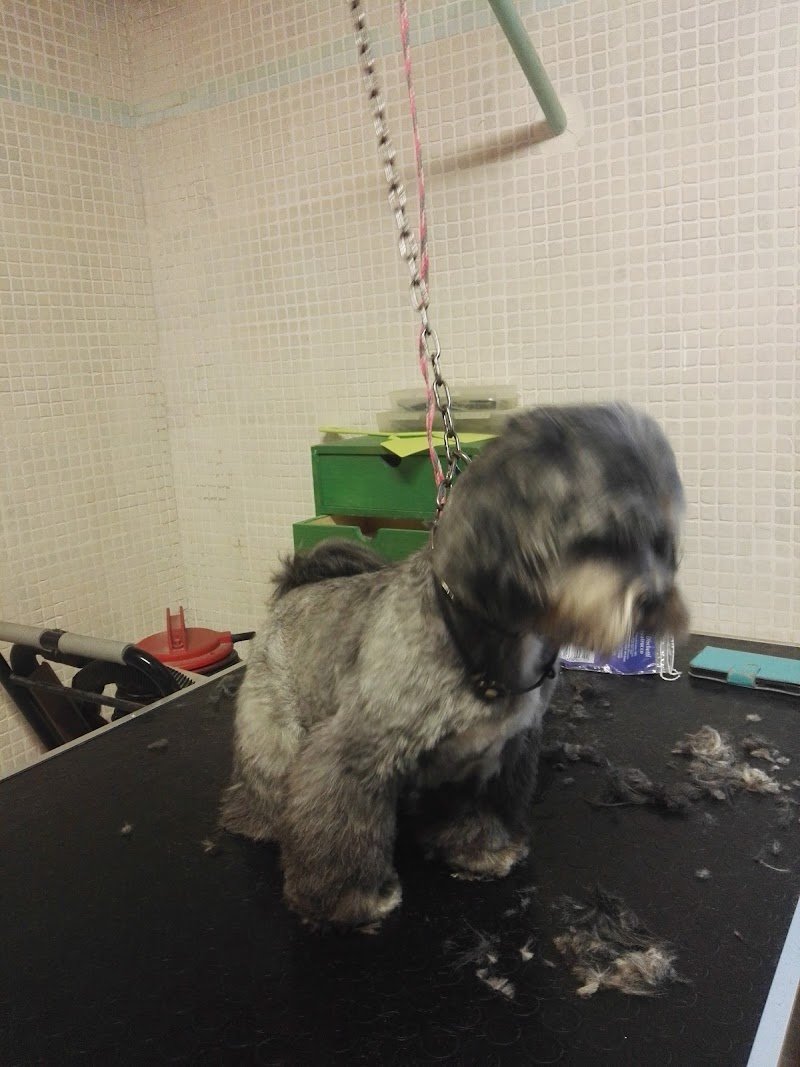 Pizza Ilaria - Foto 5