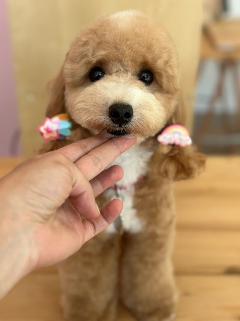 Pluto Pulito - Foto 1