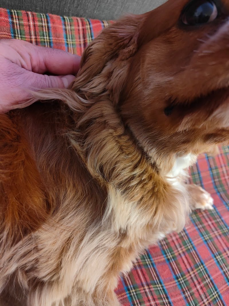 Pluto Pulito - Foto 2