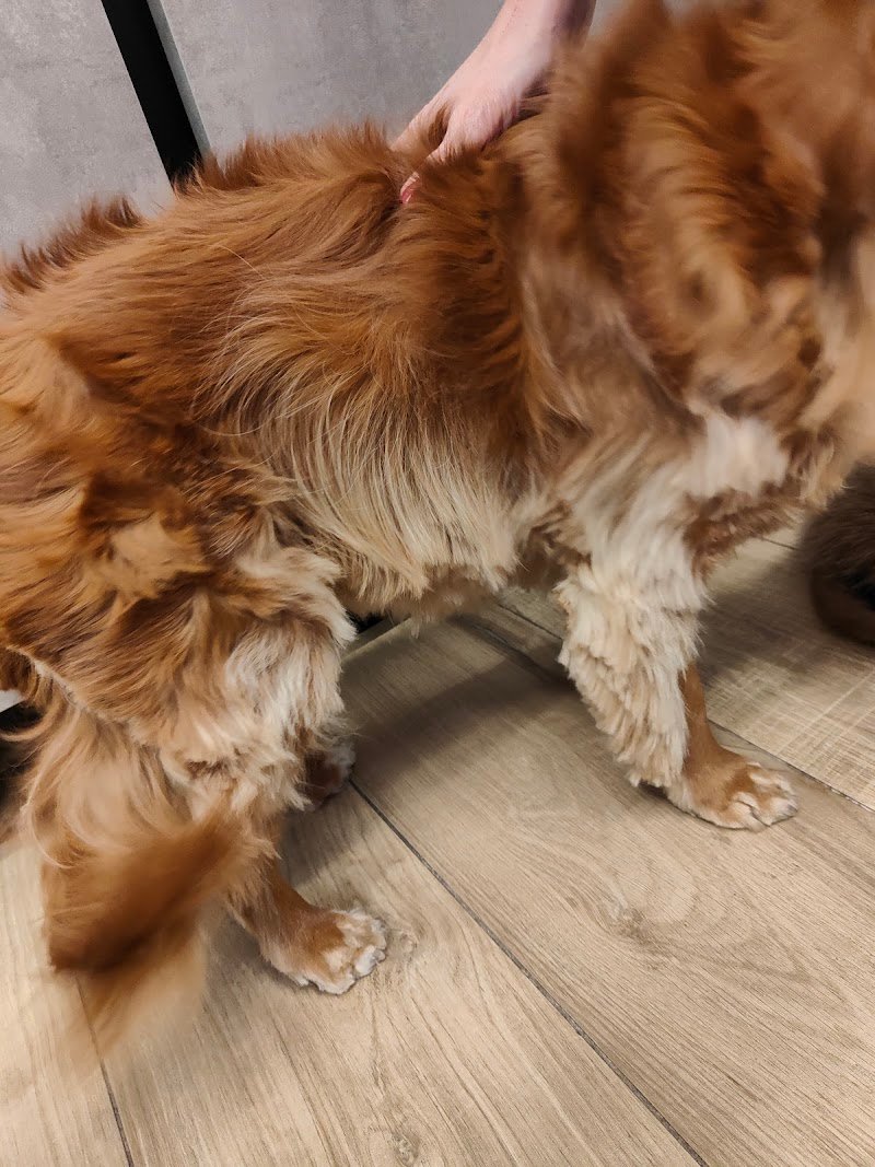 Pluto Pulito - Foto 3