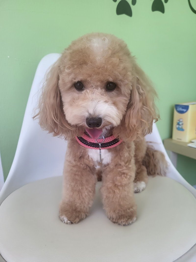 Pluto Pulito - Foto 5