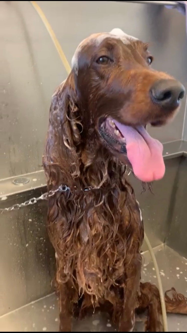 Pluto Pulito - Foto 6