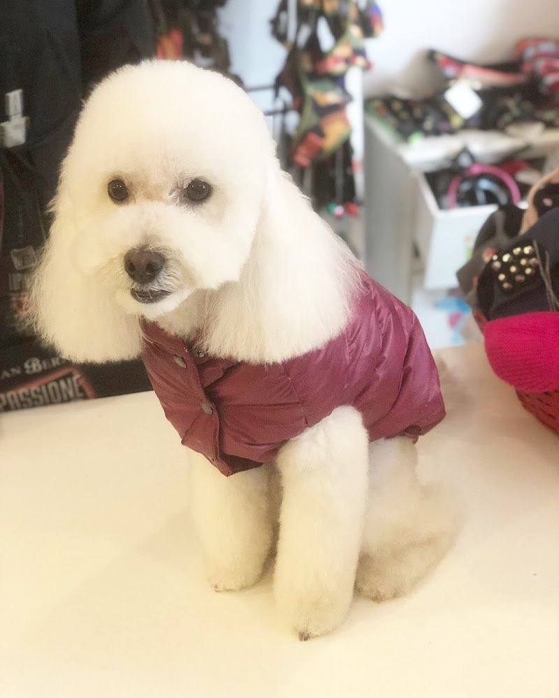 Polly Pet Shop - Toelettatura e SPA - Foto 1